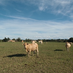 Les vaches blondes d'Aquitaine