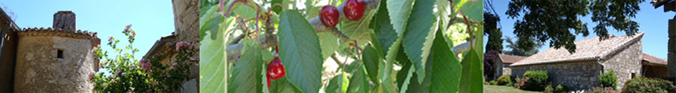 Cerises de Lasmouleres